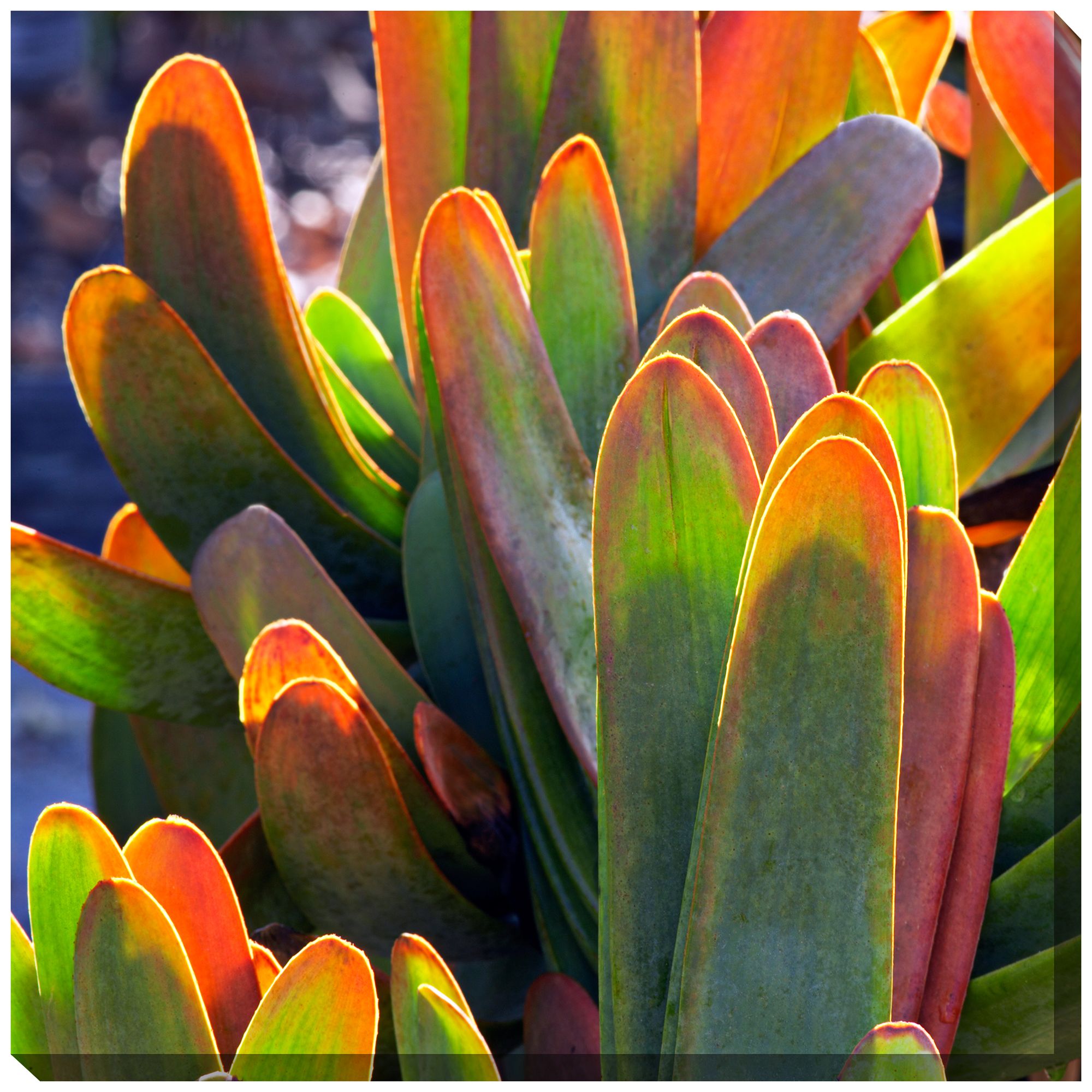 Fan Aloe 24" Square All-Weather Indoor-Outdoor Wall Art