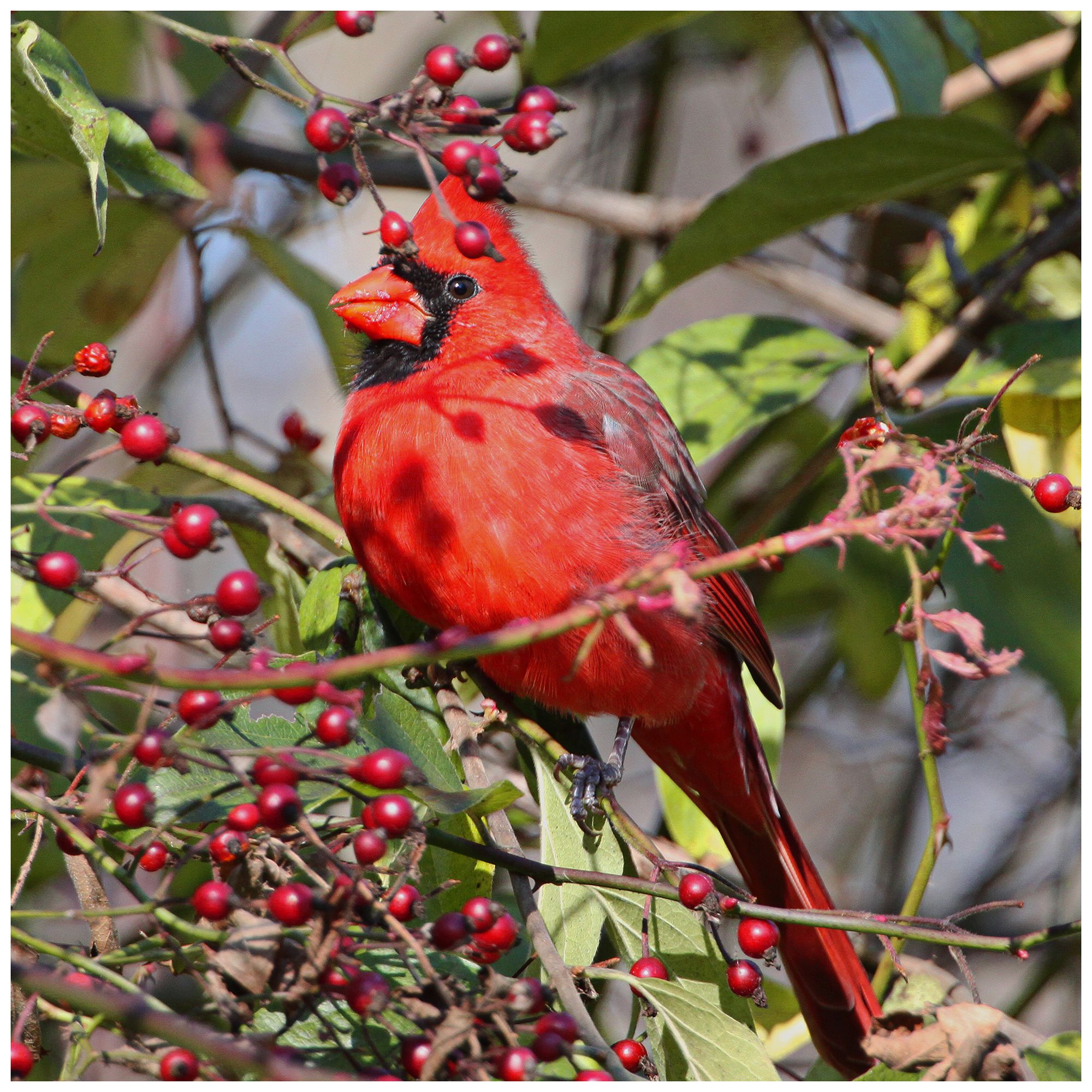 Cardinal In Berries 24" Square Indoor-Outdoor Wall Art