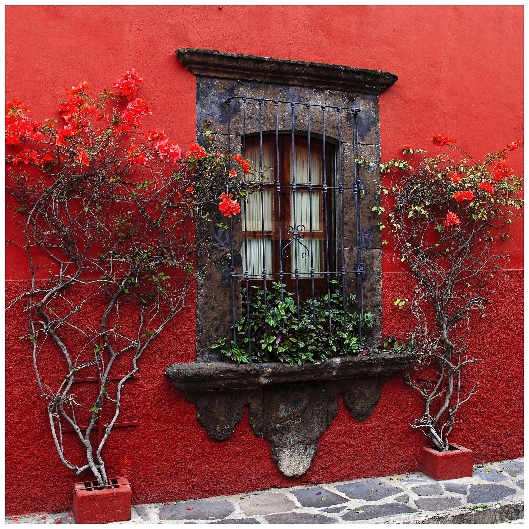 Roses In Red 24" Square Indoor-Outdoor Giclee Wall Art