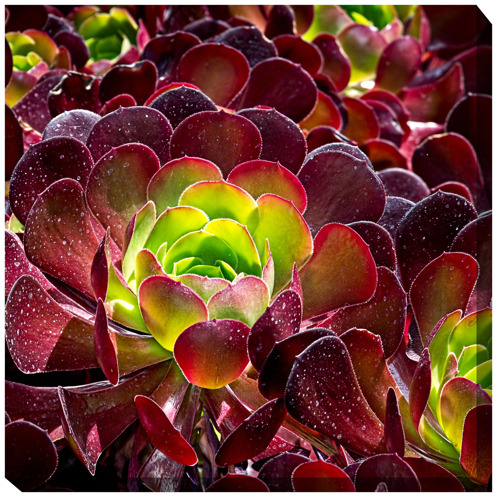 Burgundy Beauty 24" Square Indoor-Outdoor Giclee Wall Art