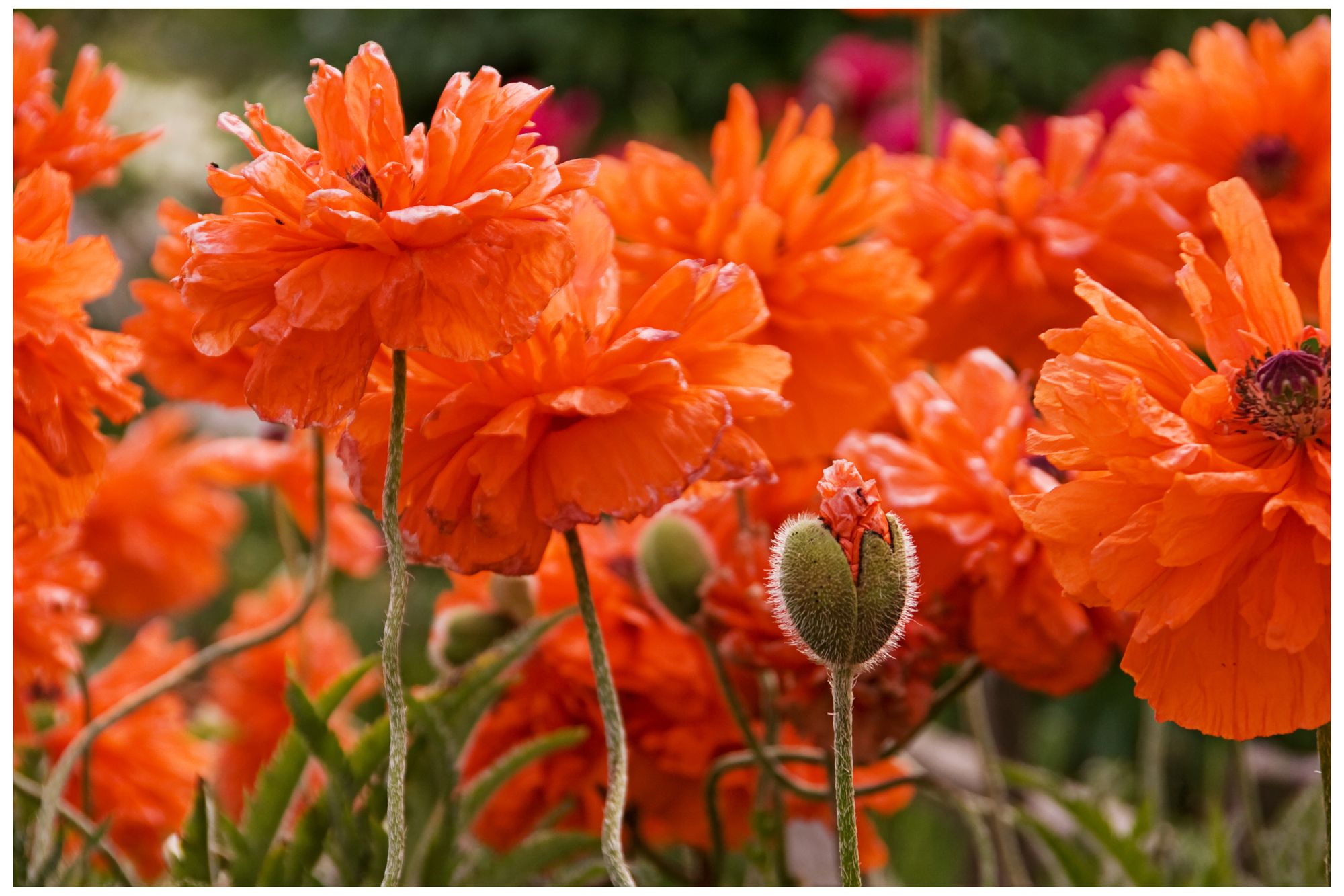 Dazzling Poppies 40" Wide All-Weather Indoor-Outdoor Wall Art