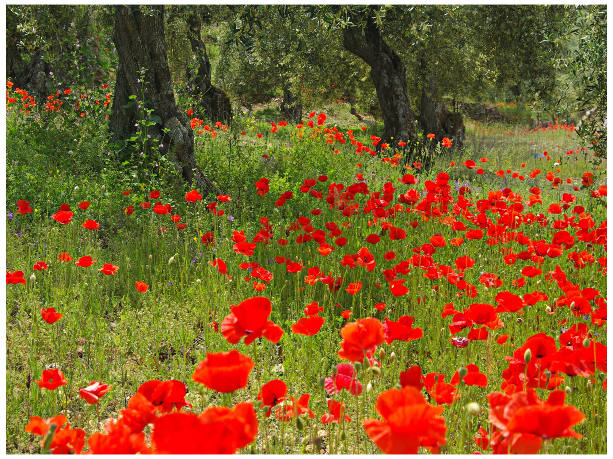 The Olive Grove 40" Wide All-Weather Indoor-Outdoor Wall Art