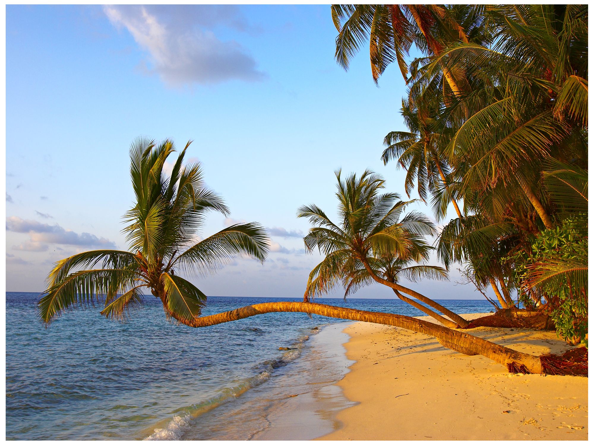 Golden Palms 40" Wide All-Season Outdoor Canvas Wall Art