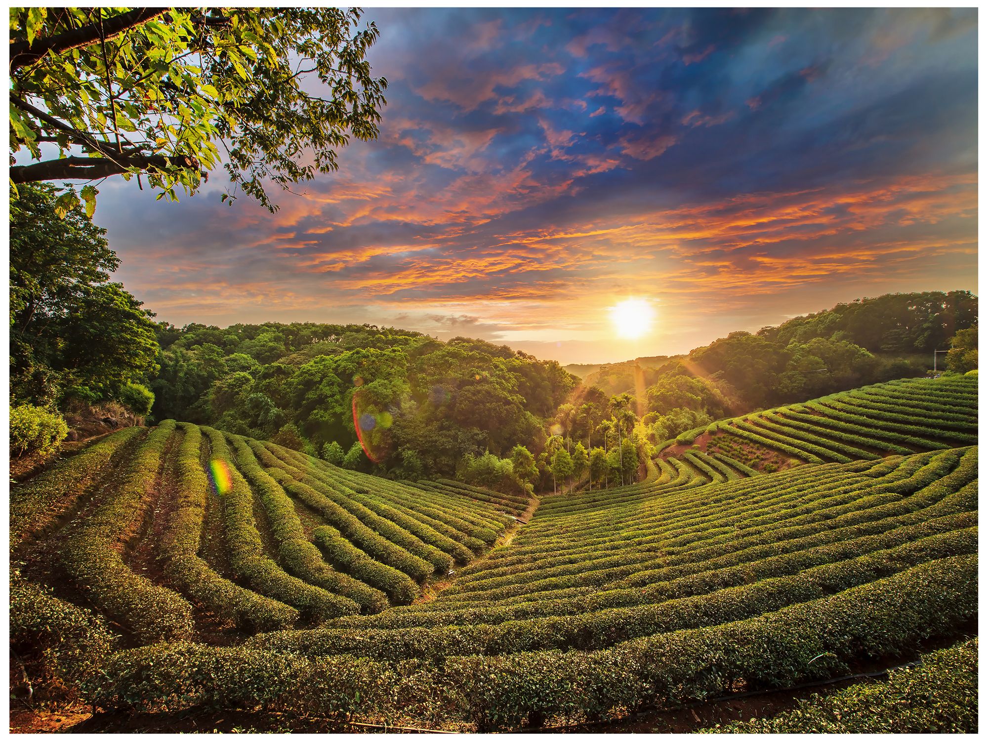 Tea Plantation 40"W All-Season Outdoor Canvas Wall Art