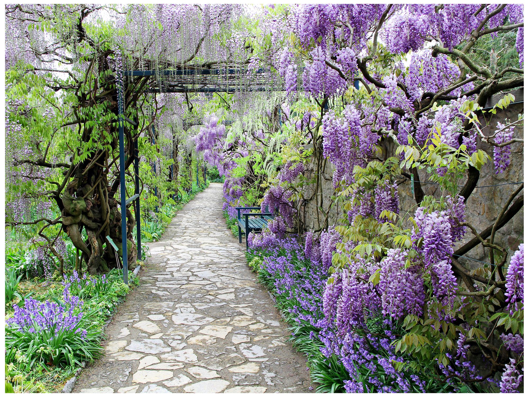 Wisteria Path 40" Wide All-Season Outdoor Canvas Wall Art