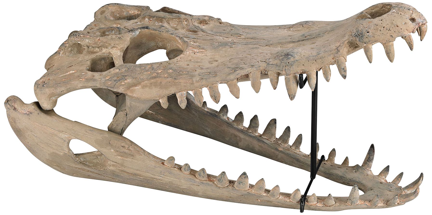 Cretaceous 22" Wide Aged Bone Gator Skull Figurine