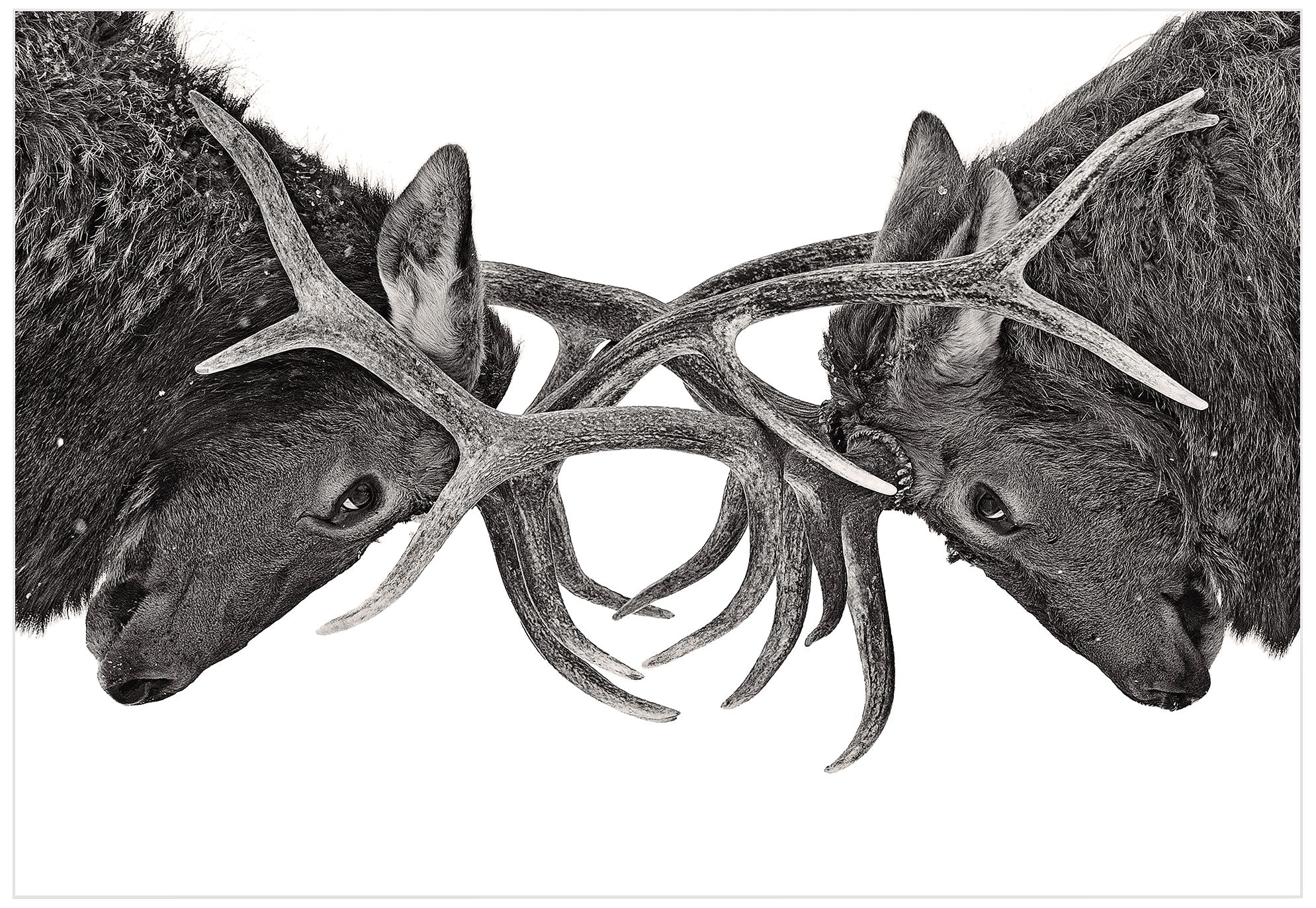 Antler to 32" Wide Wall Art Print