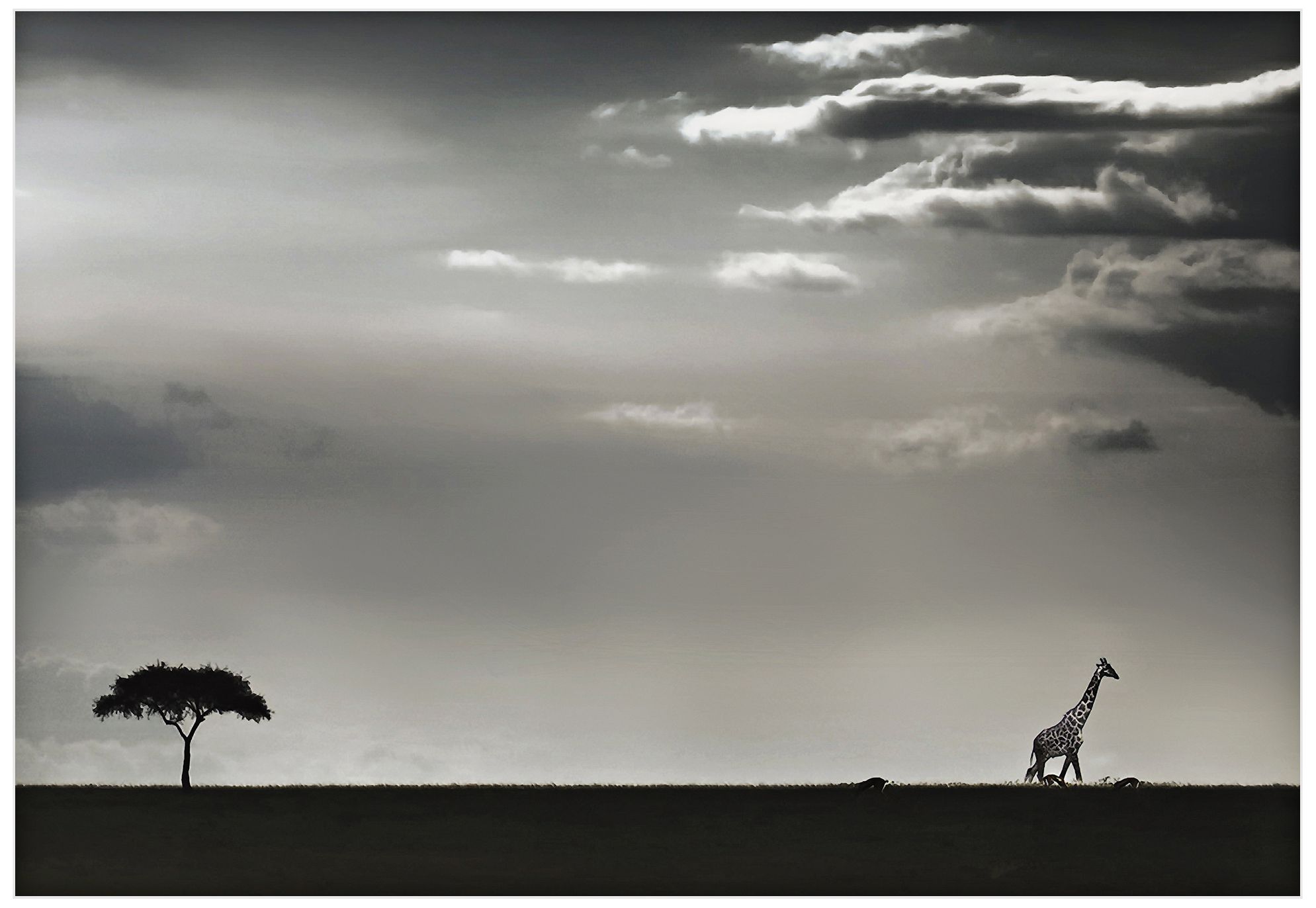 Giraffe on the Horizon 32" Wide Wall Art Print