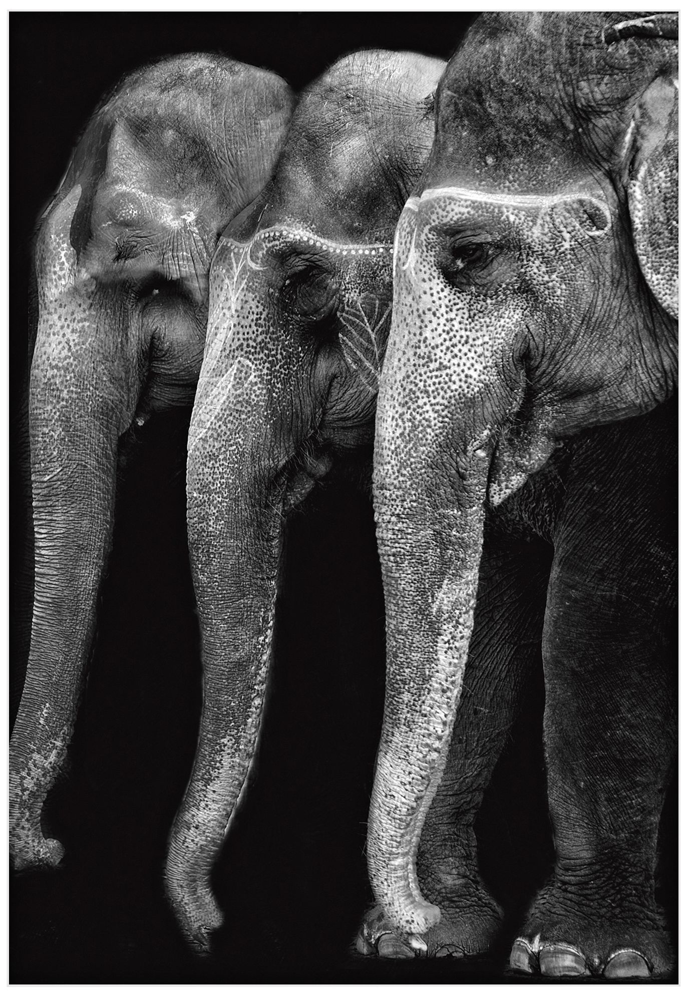 Great Elephants 32" High Wall Art Print