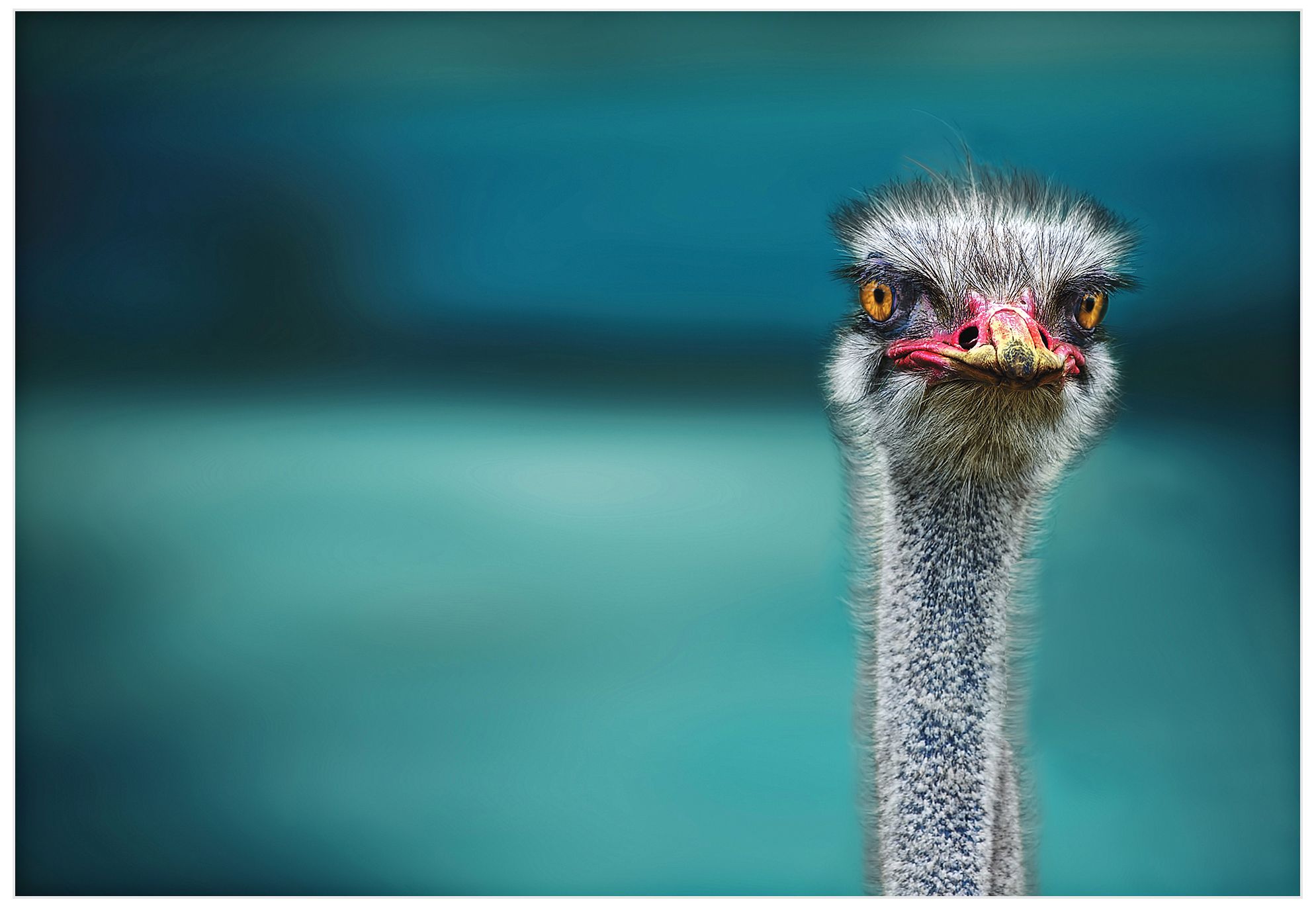 Ostrich 32" Wide Wall Art Print