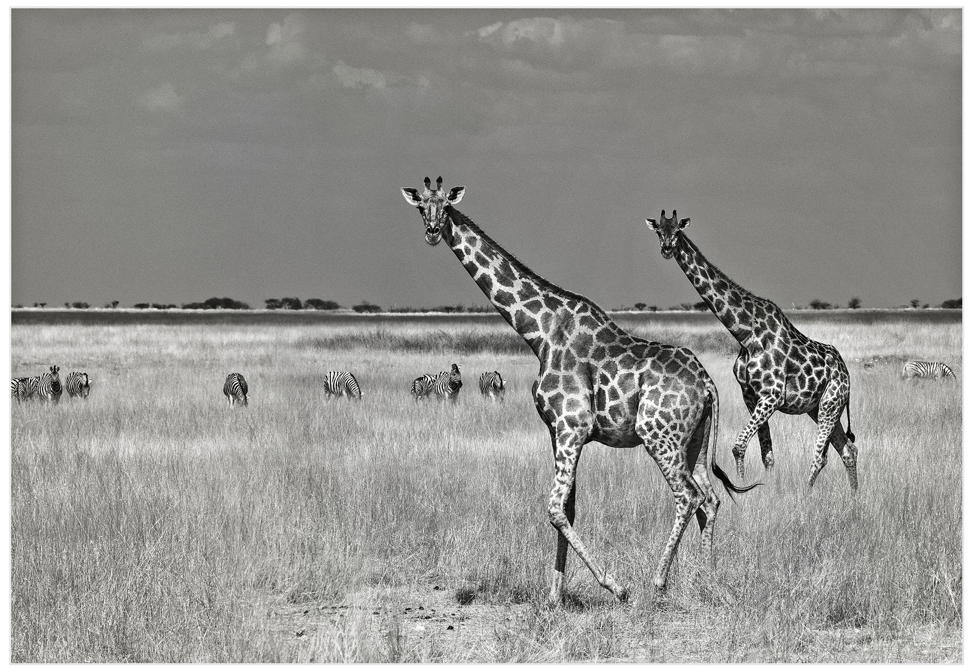 Savanna Favorites 32" Wide Wall Art Print