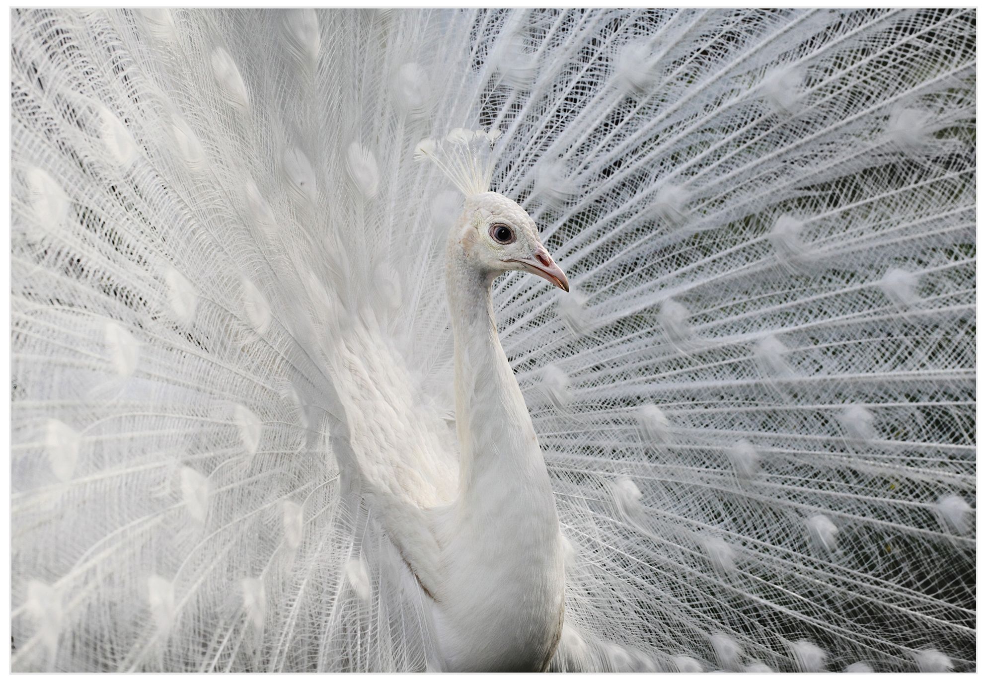 Snow White Peacock 32" Wide Wall Art Print