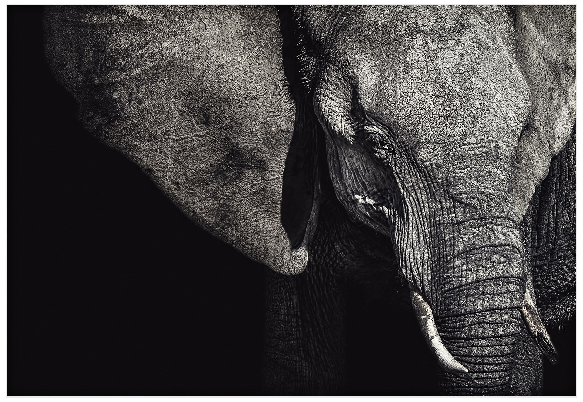 The Matriarch Elephant 32" Wide Wall Art Print