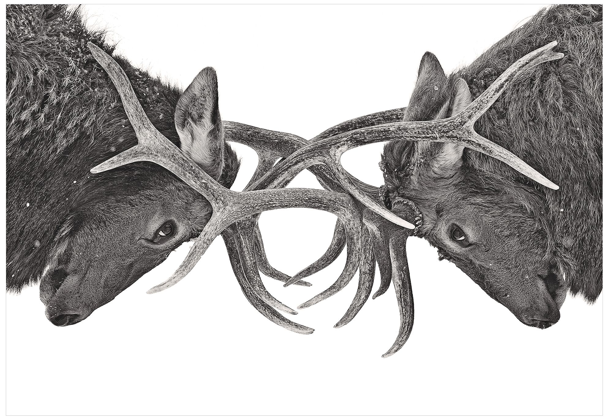 Antler to 32" Wide Giclee Metal Wall Art