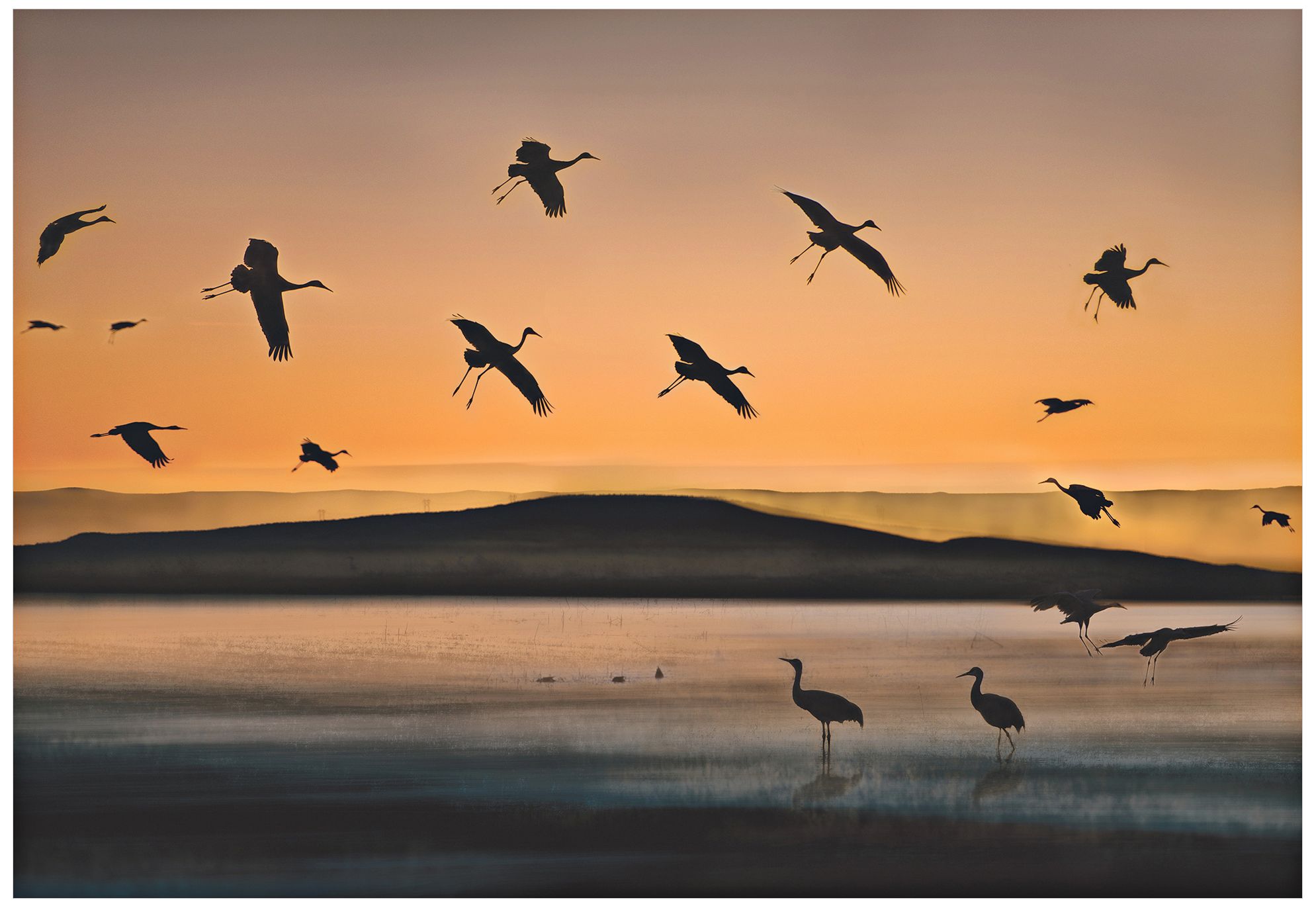 Cranes at Sunset 32" Wide Giclee Metal Wall Art