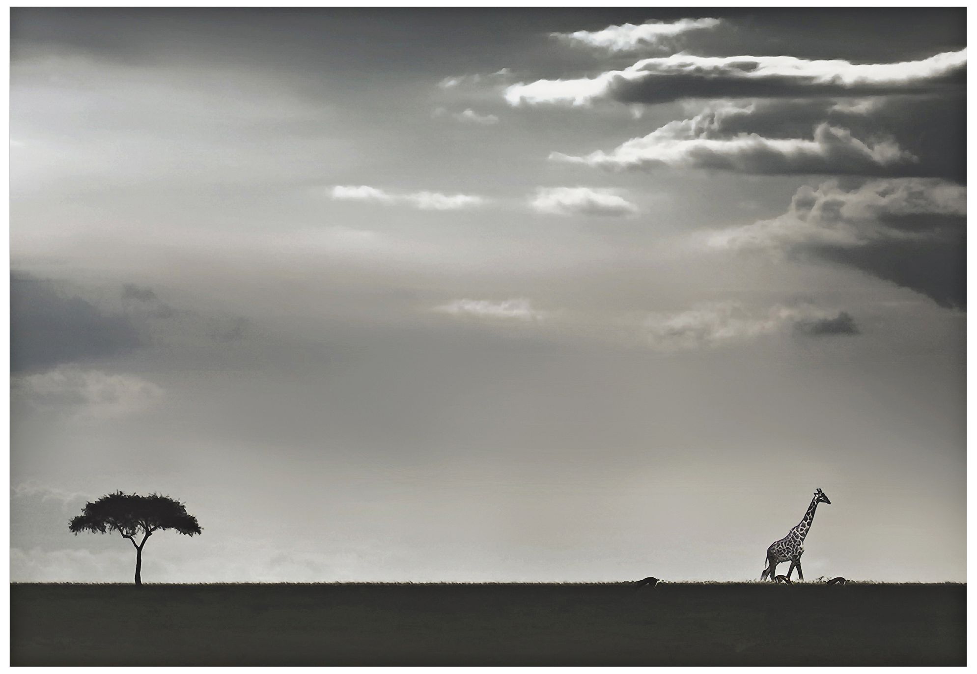 Giraffe on the Horizon 32" Wide Giclee Metal Wall Art