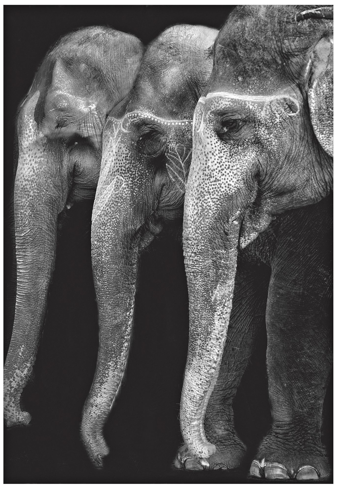 Great Elephants 32" High Giclee Metal Wall Art