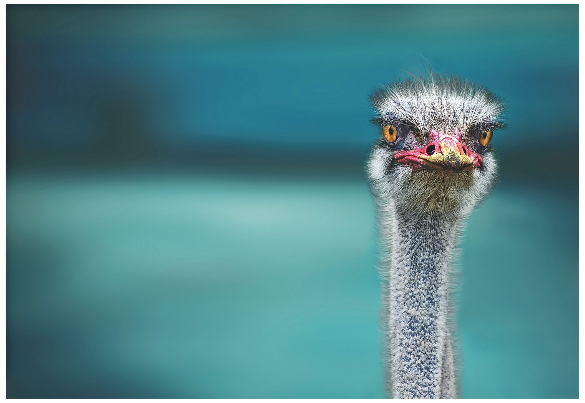 Ostrich 32" Wide Giclee Metal Wall Art