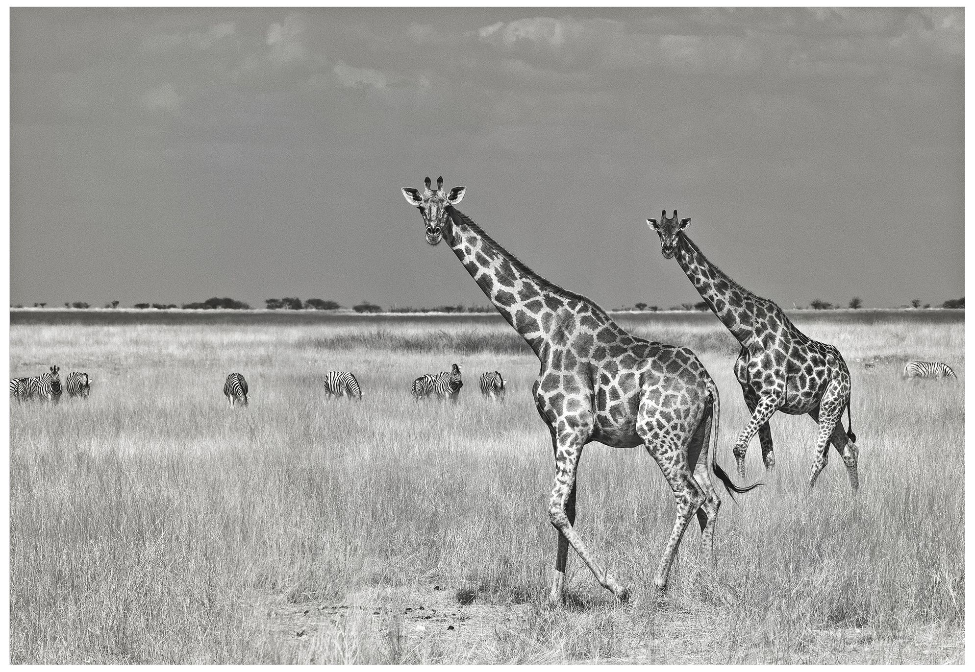 Savanna Favorites 32" Wide Giclee Metal Wall Art