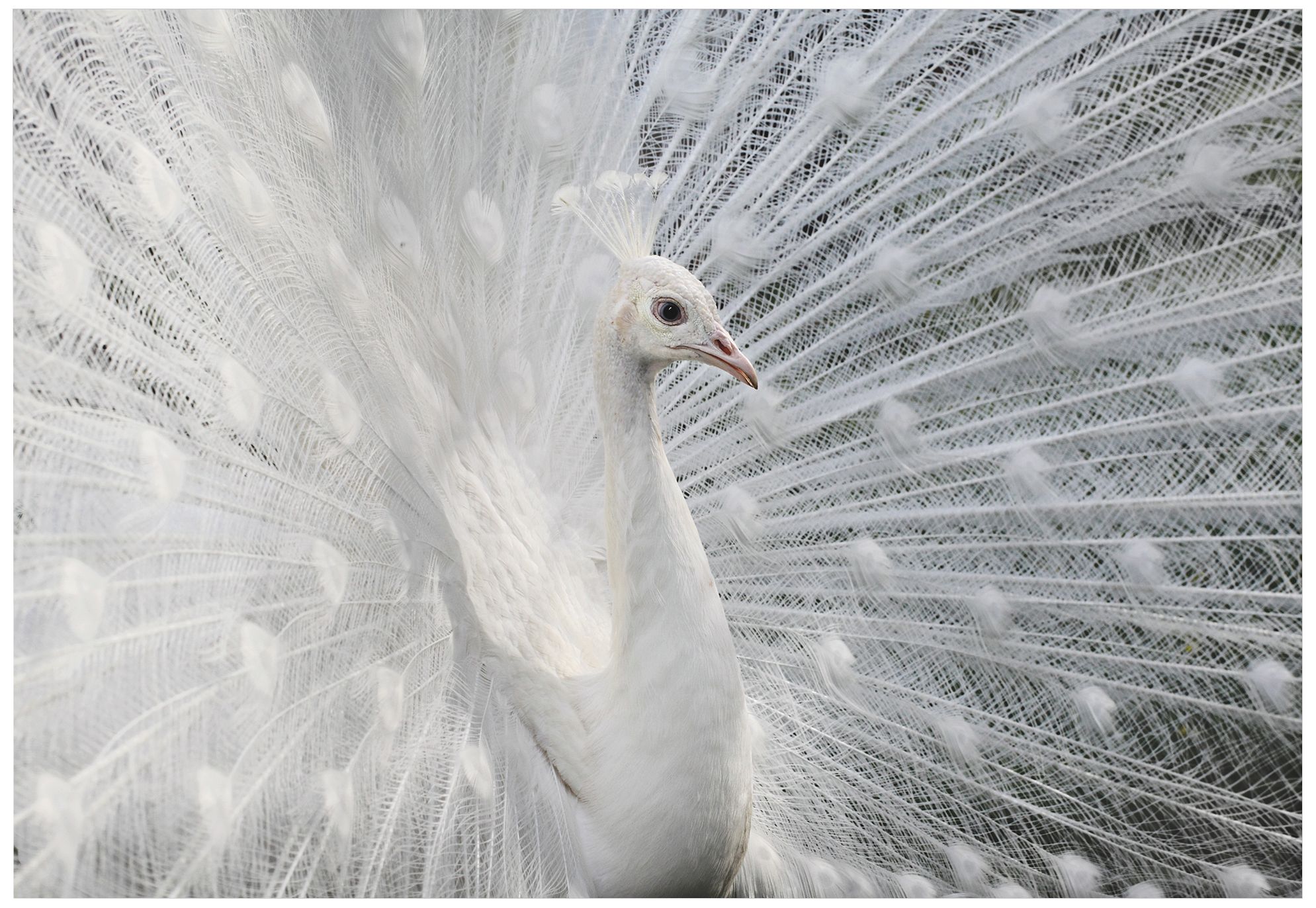 Snow White Peacock 32" Wide Giclee Metal Wall Art