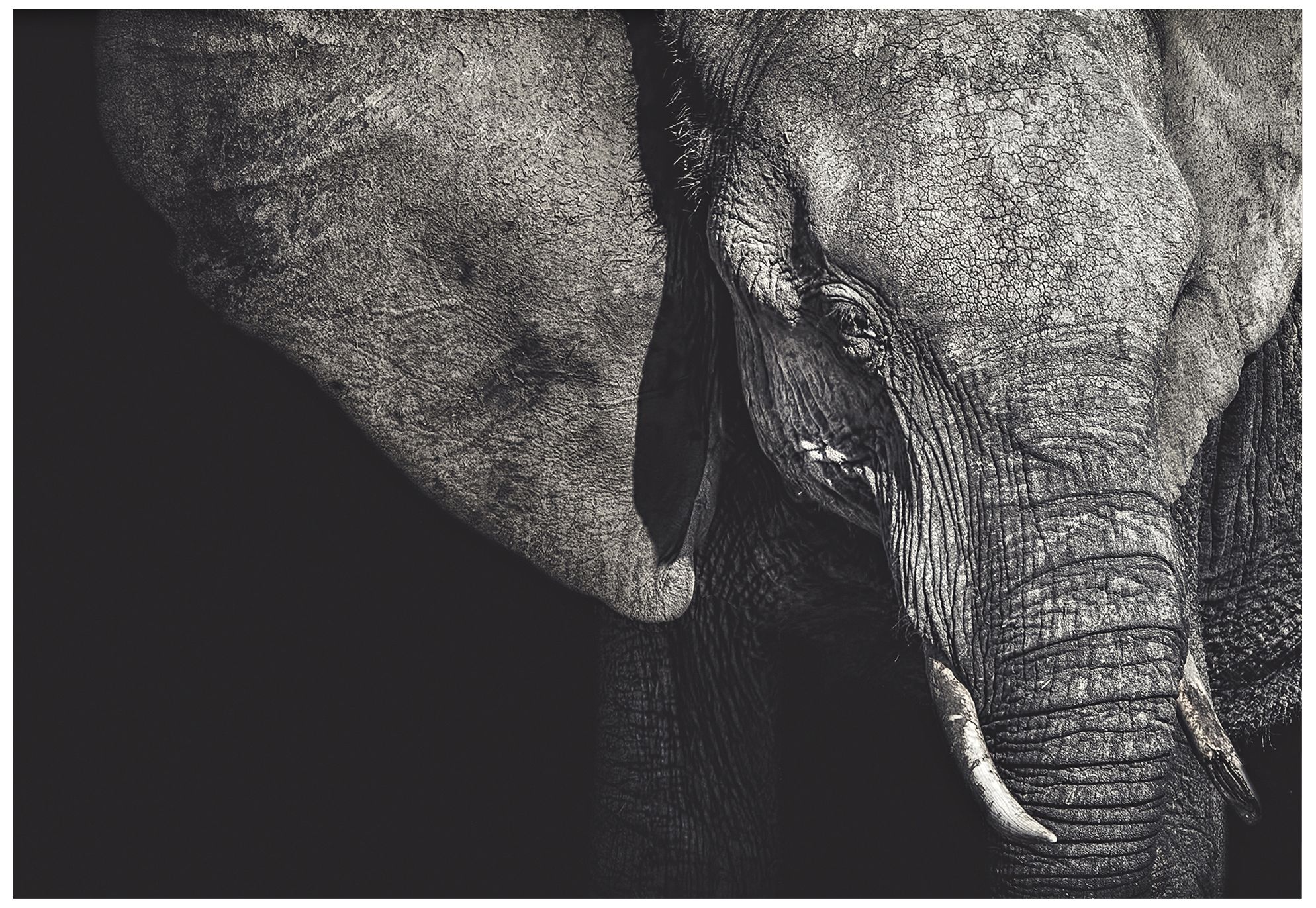 The Matriarch Elephant 32" Wide Giclee Metal Wall Art