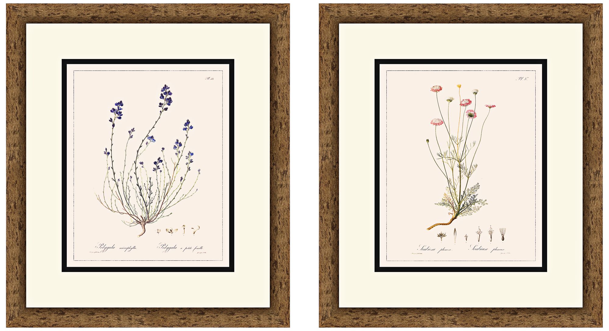 Vintage Florals 16" High 2-Piece Framed Giclee Wall Art Set
