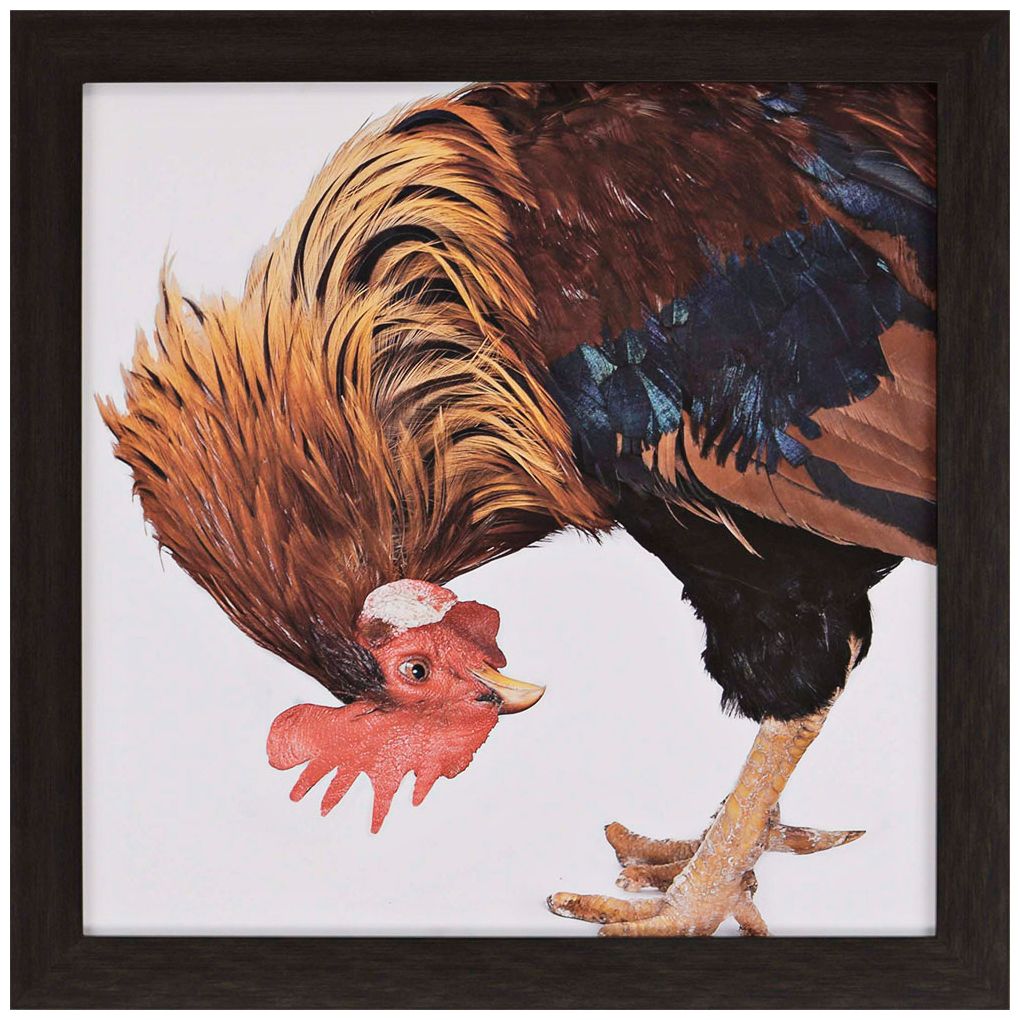 Farmyard Yoga 37" Square Barnyard Rooster Framed Wall Art