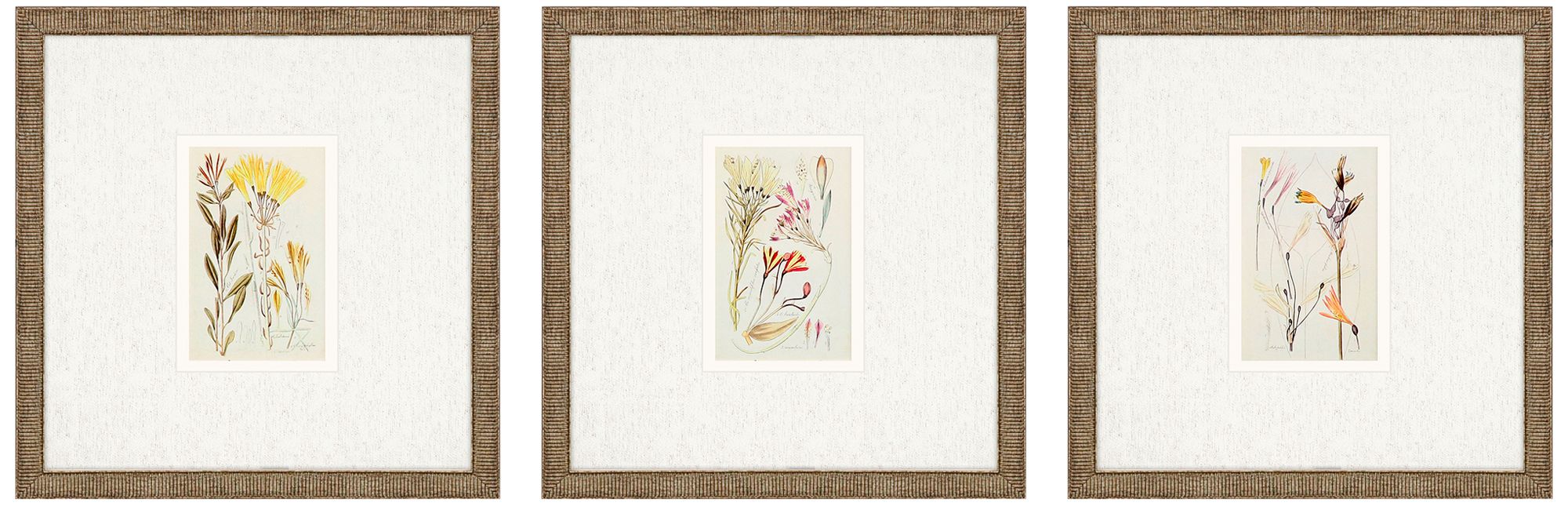 Antique Botanical II 13" Square 3-Piece Framed Wall Art Set