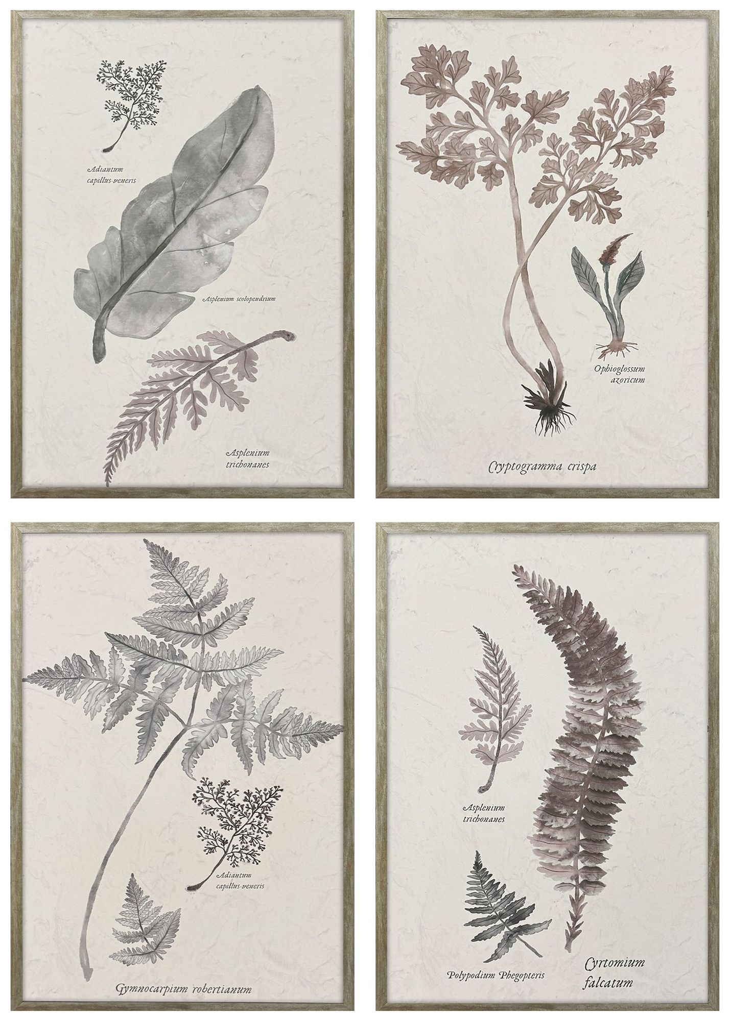 Paragon Fern Study 17"w X 25"h Modern Framed Art Set Of 4