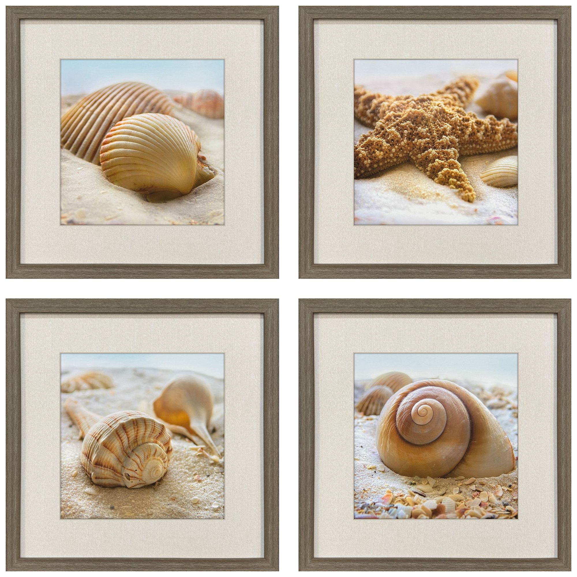 Paragon Beachy Shells 20"w X 20"h Coastal Framed Art Set Of 4