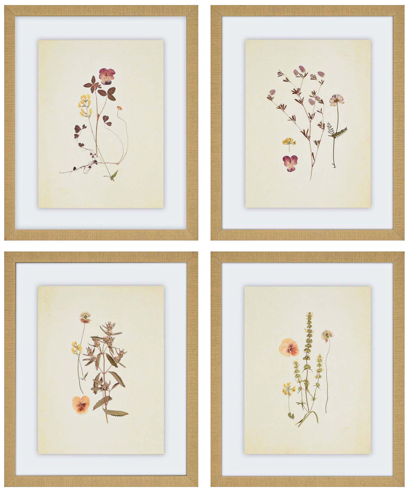 Herbarium 4-Piece 22" High Framed Wall Art Set