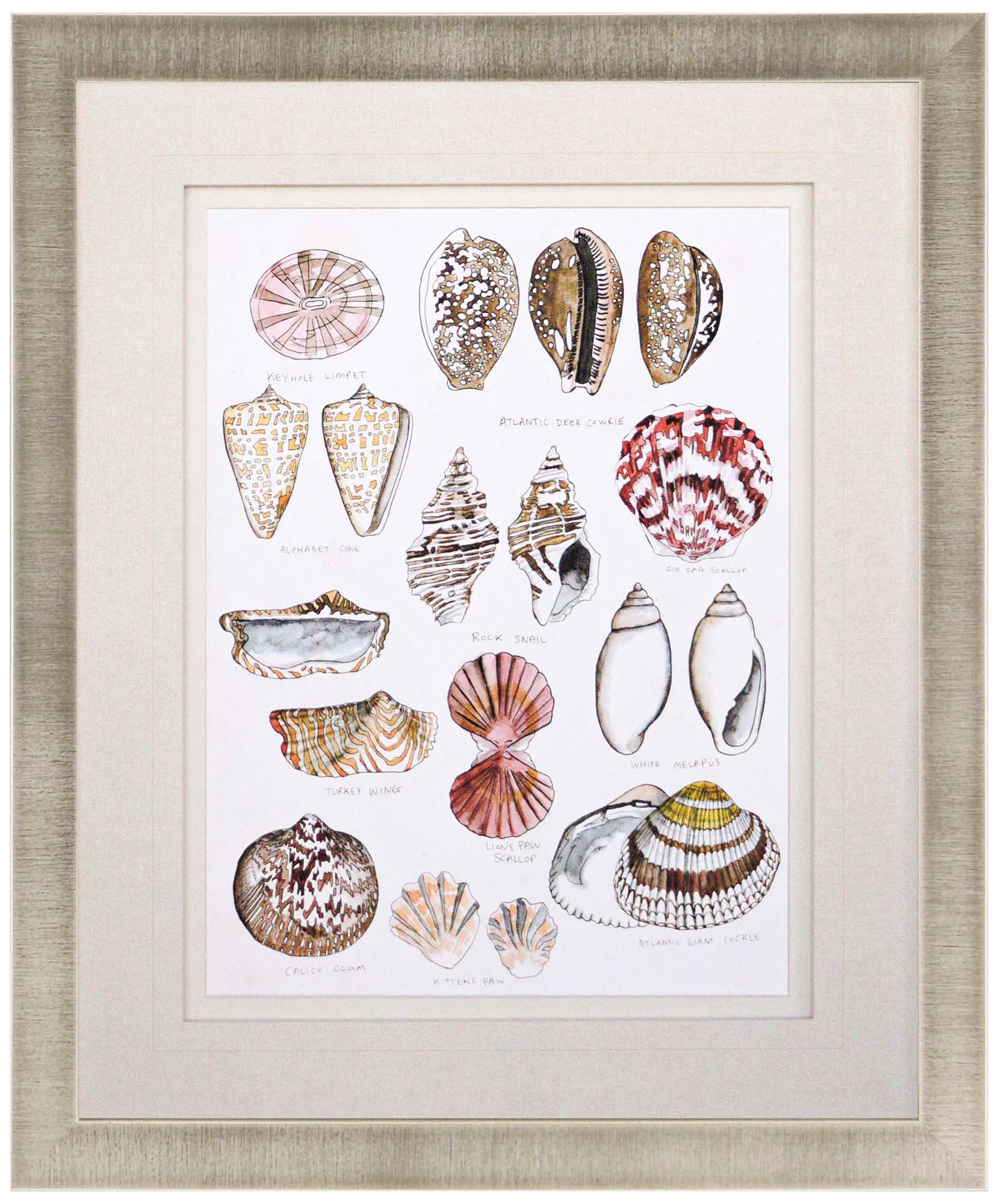 Seashell Sketch I 38" High Framed Giclee Wall Art