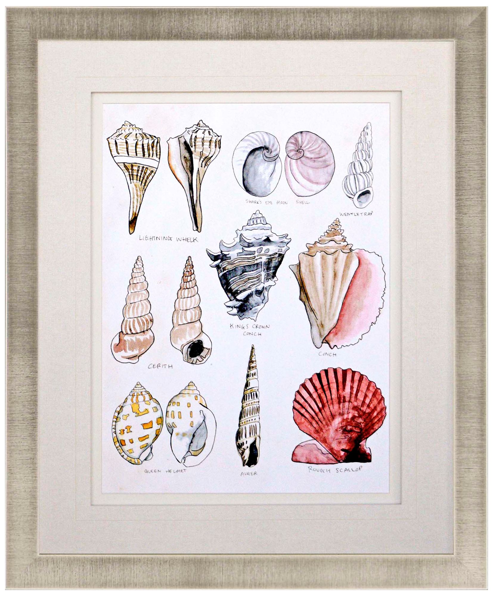 Seashell Sketch II 38" High Framed Giclee Wall Art