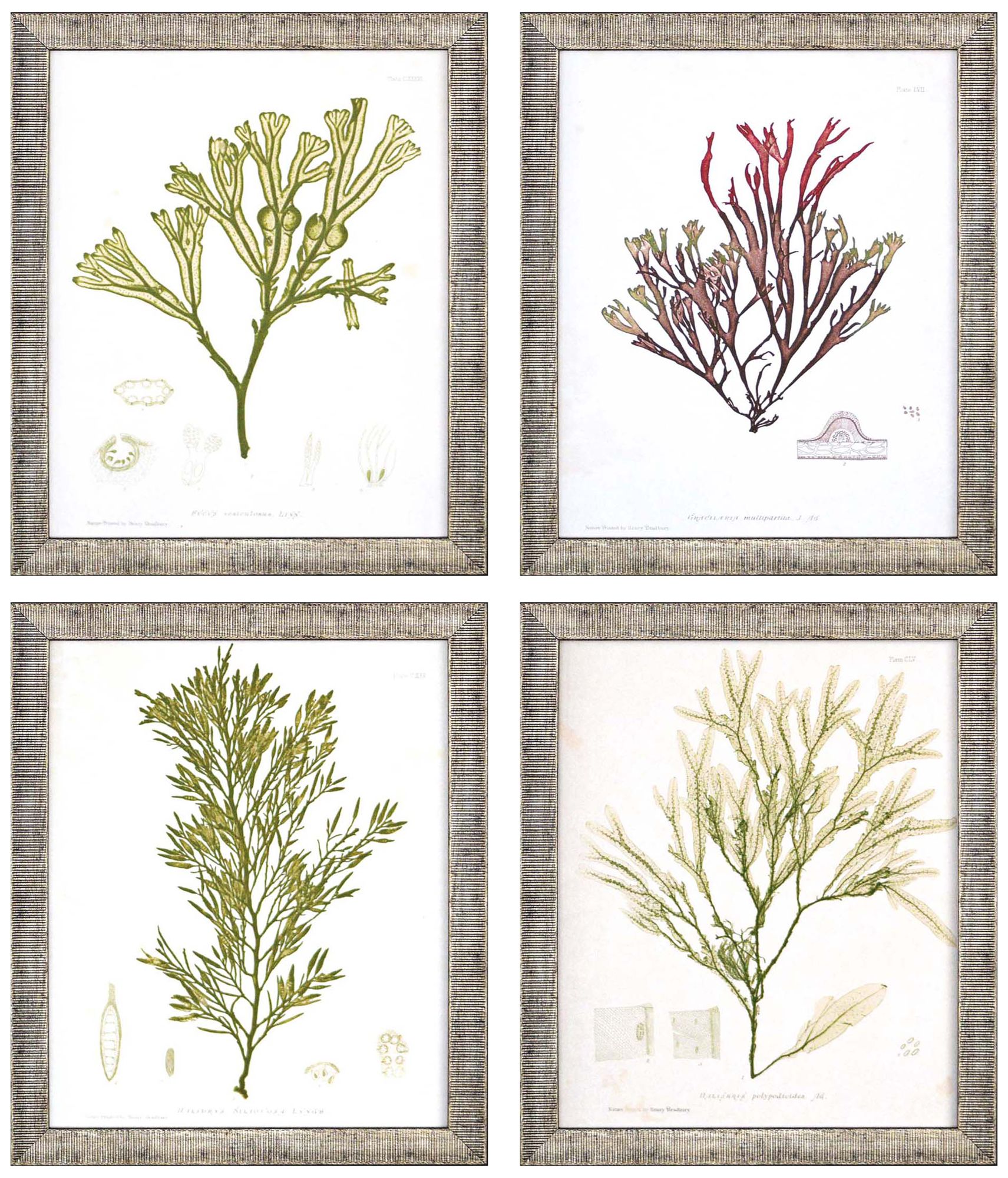 Seaweed III 11" High 4-Piece Framed Giclee Wall Art Set