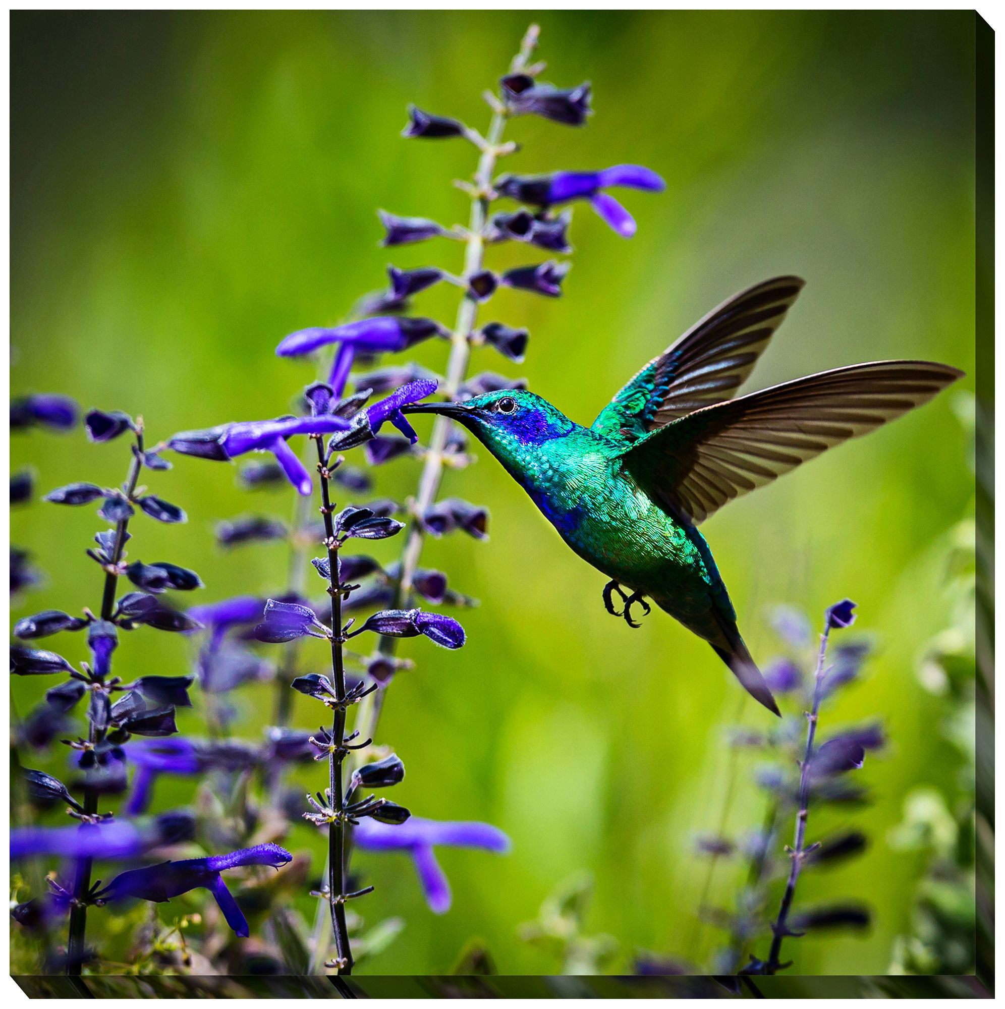 Hummingbird 24" Square Indoor-Outdoor Canvas Wall Art 