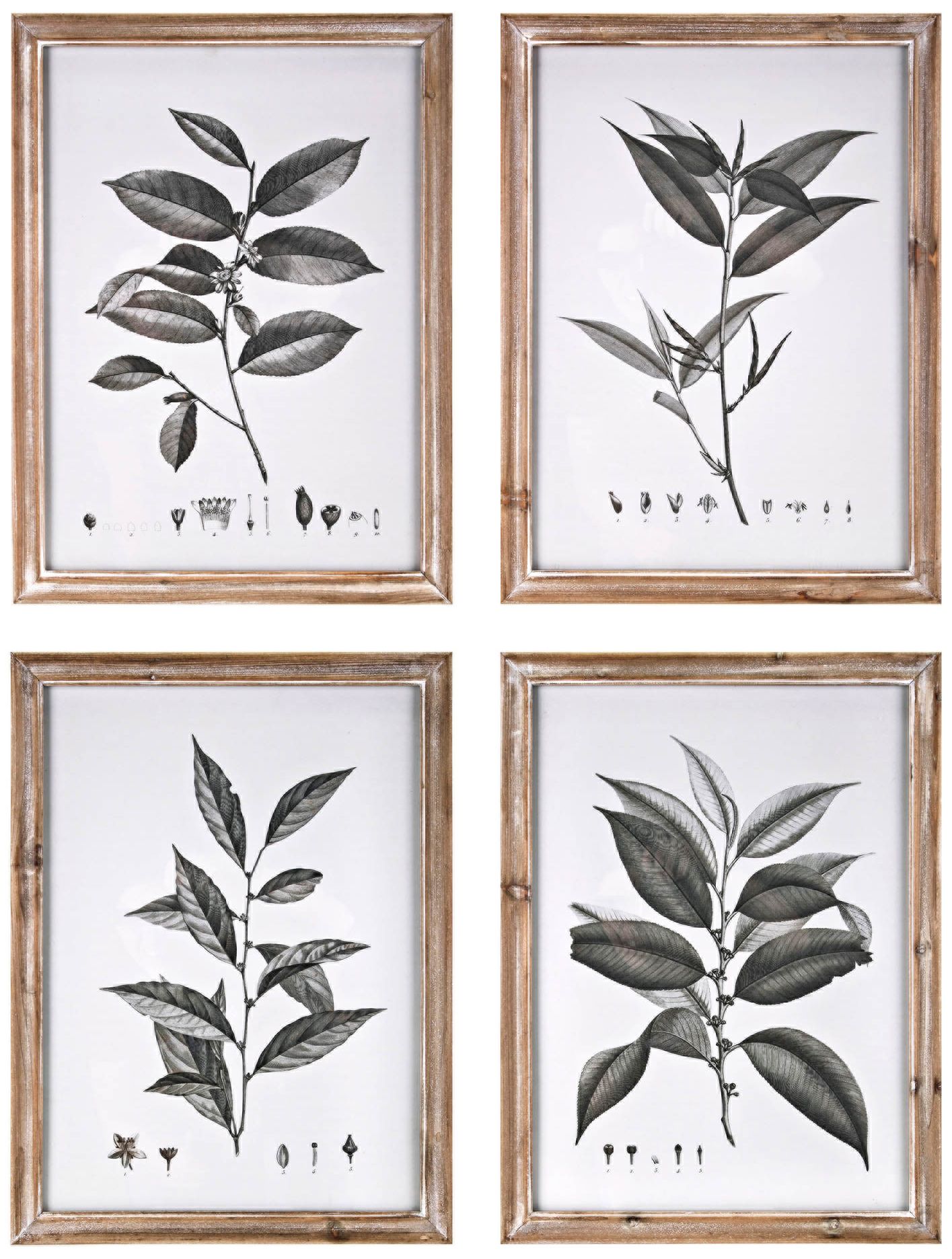 Aba Botanical 20 3/4" High 4-Piece Framed Wall Art Set