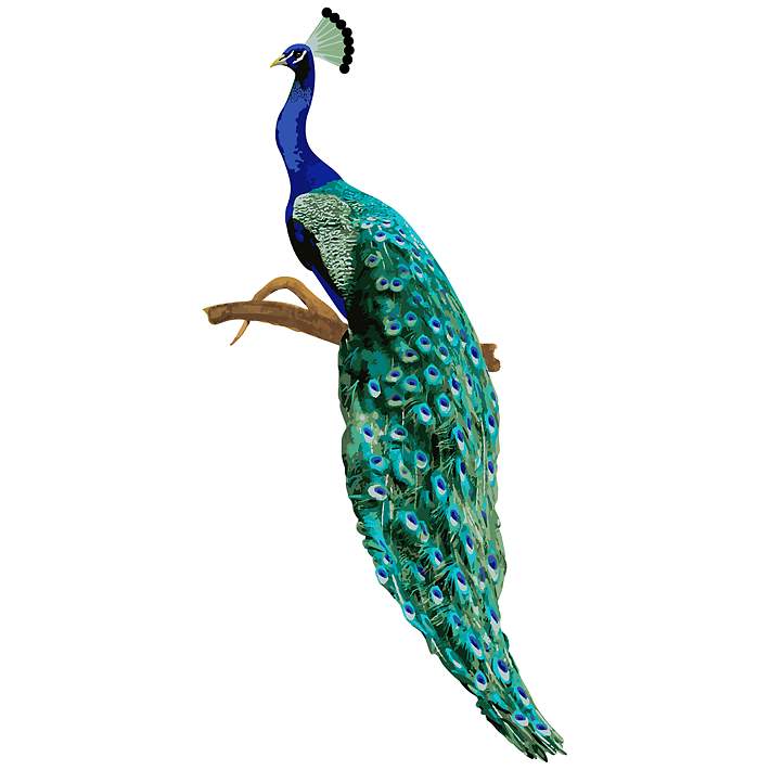Featured image of post Peacock Wall Art Sticker - Peacock painting, peacock sticker, peacock wall art, peacock designs, peacock stencil.