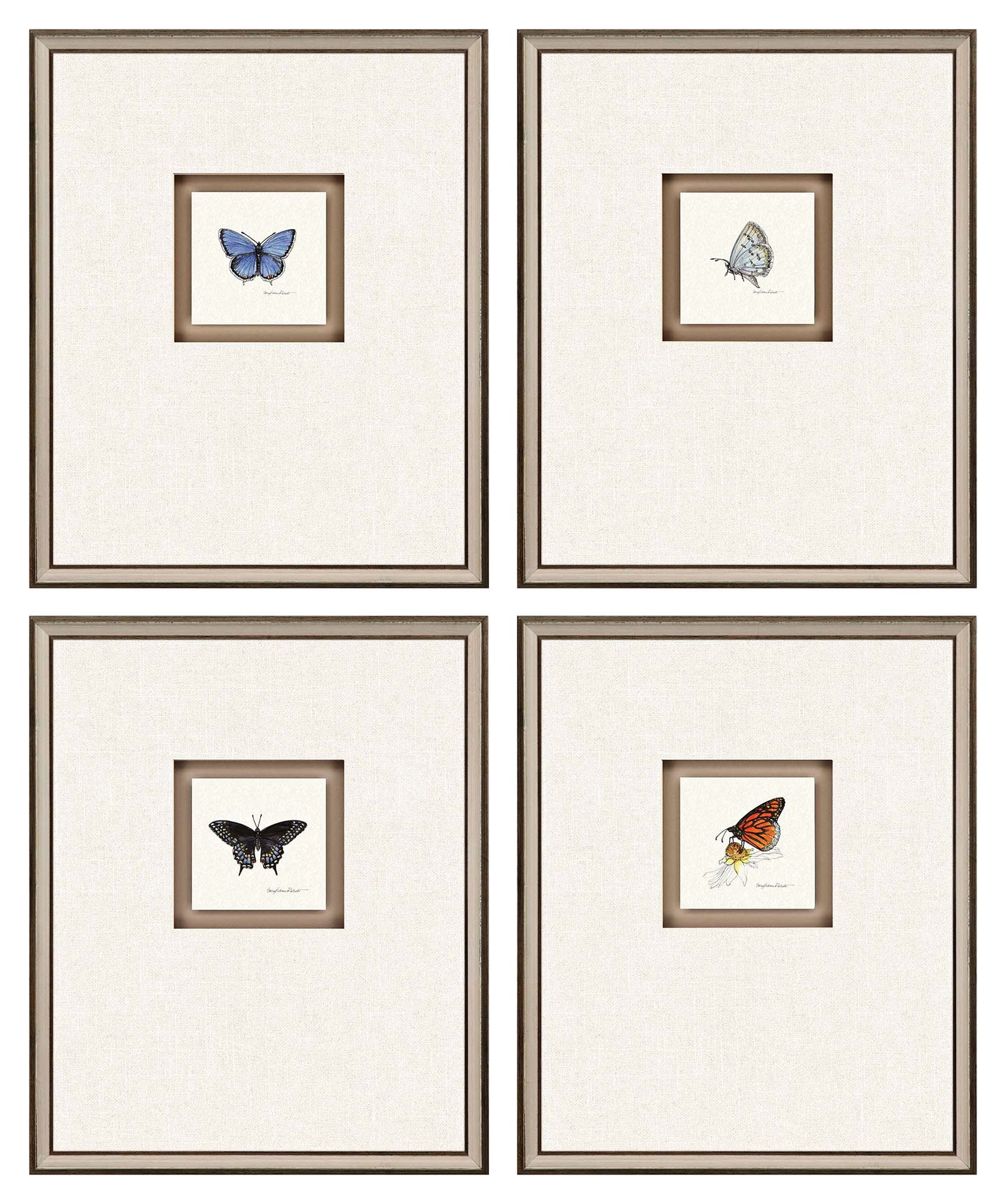 Butterfly Study I 22"H 4-Piece Framed Giclee Wall Art Set