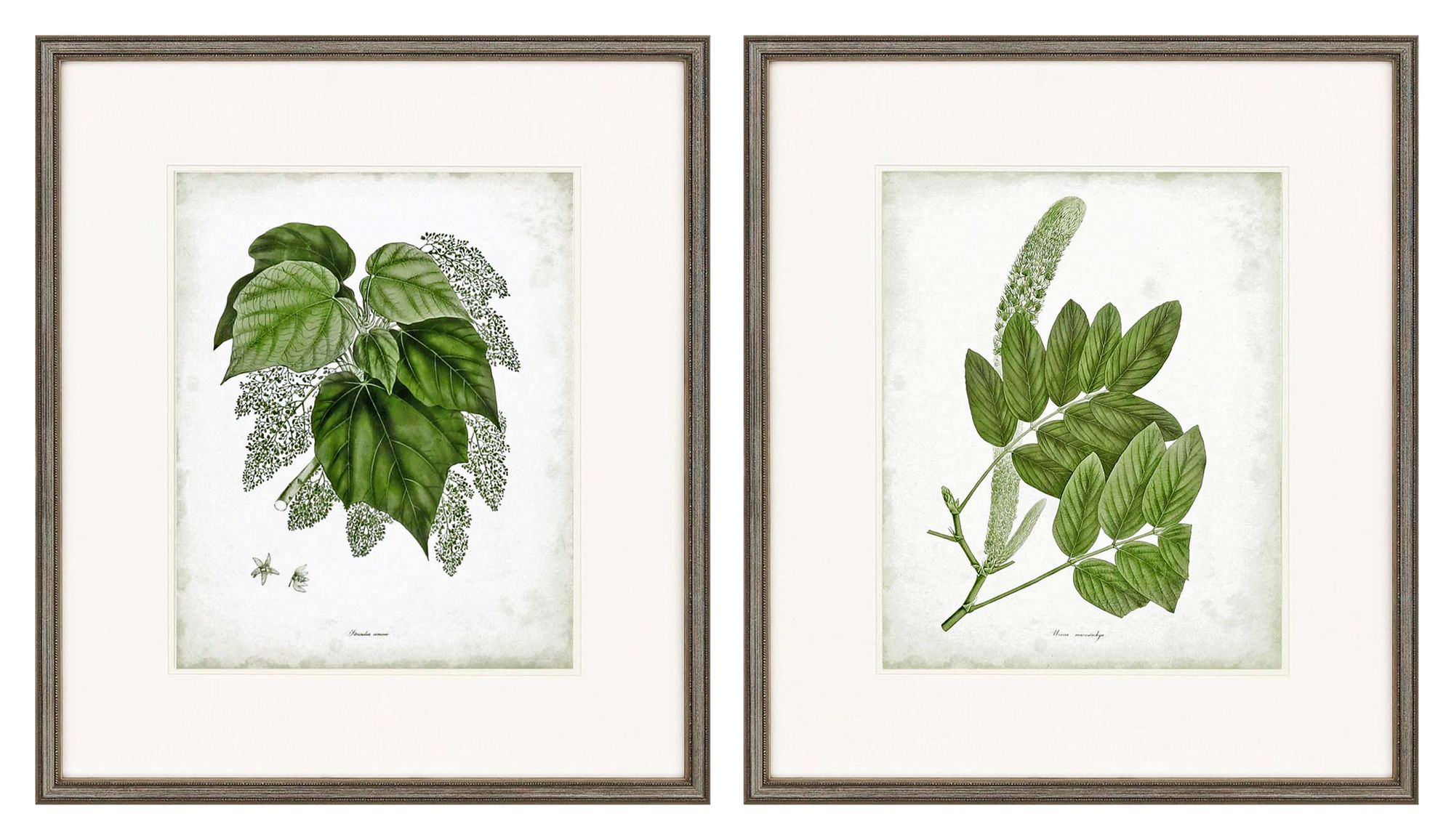 Sage Botanicals II 31"H 2-Piece Framed Giclee Wall Art Set