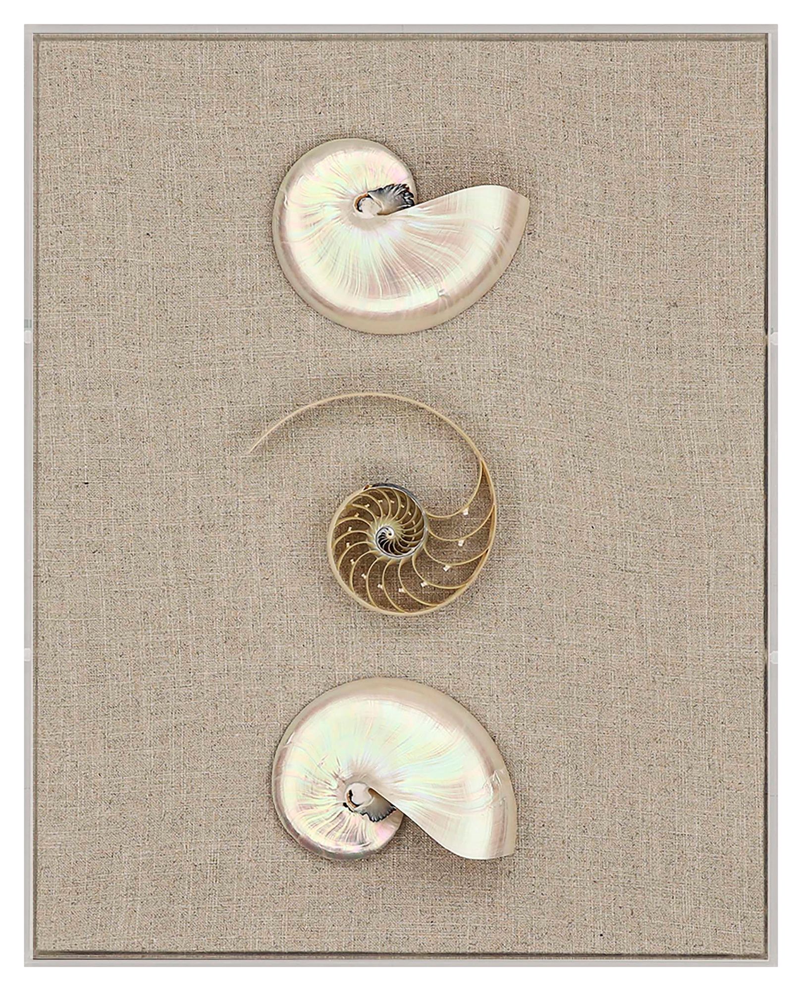 Nautilus I 20" High Framed Shadow Box Wall Art