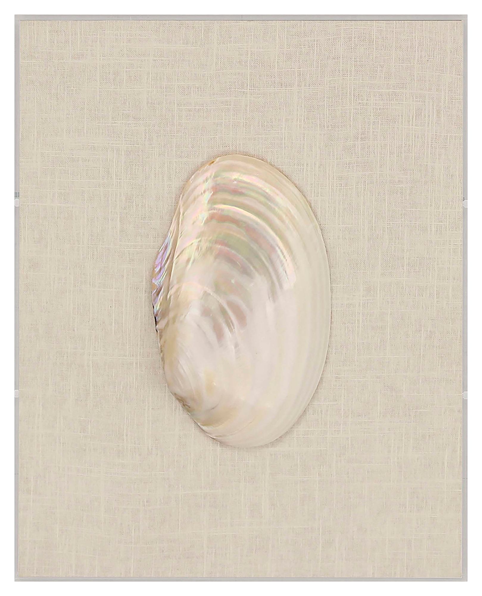 Shell Delight 20" High Framed Shadow Box Wall Art