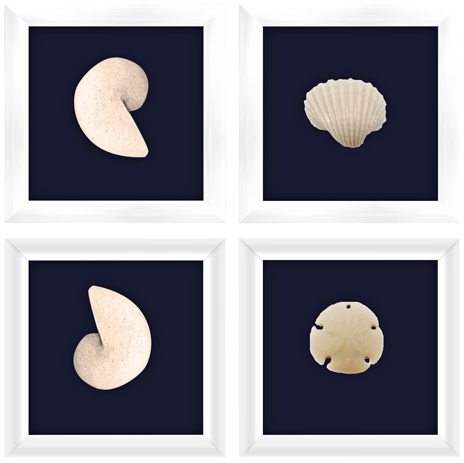 Marine Fossils 7" Square 4-Piece Framed Wall Art Set