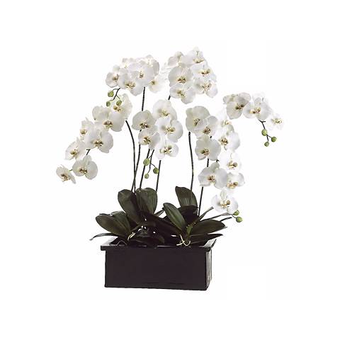 White Orchids in Terra Cotta Pot 42